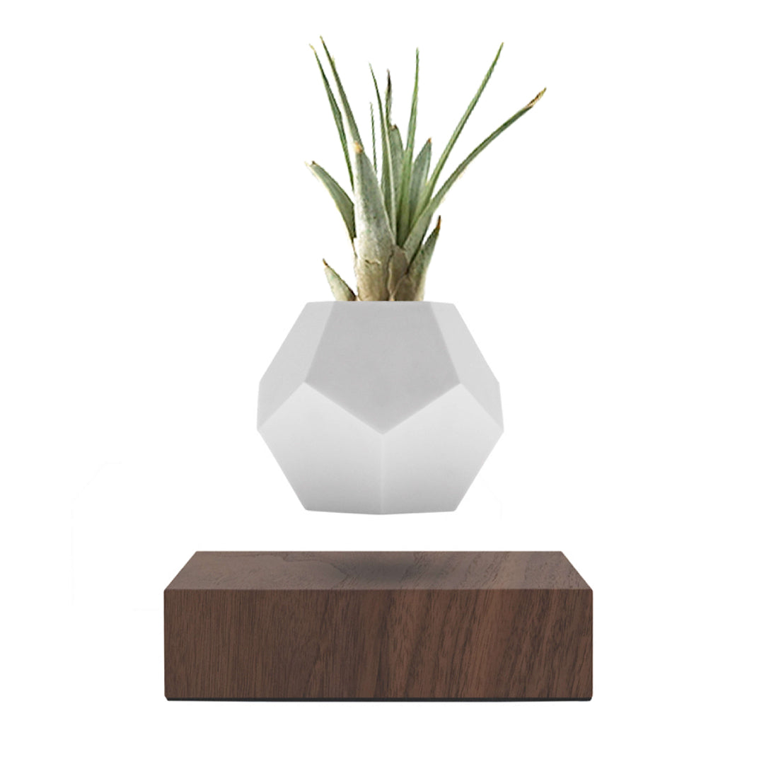Product photo of a levitating planter Lyfe with walnut oak base on a white background
