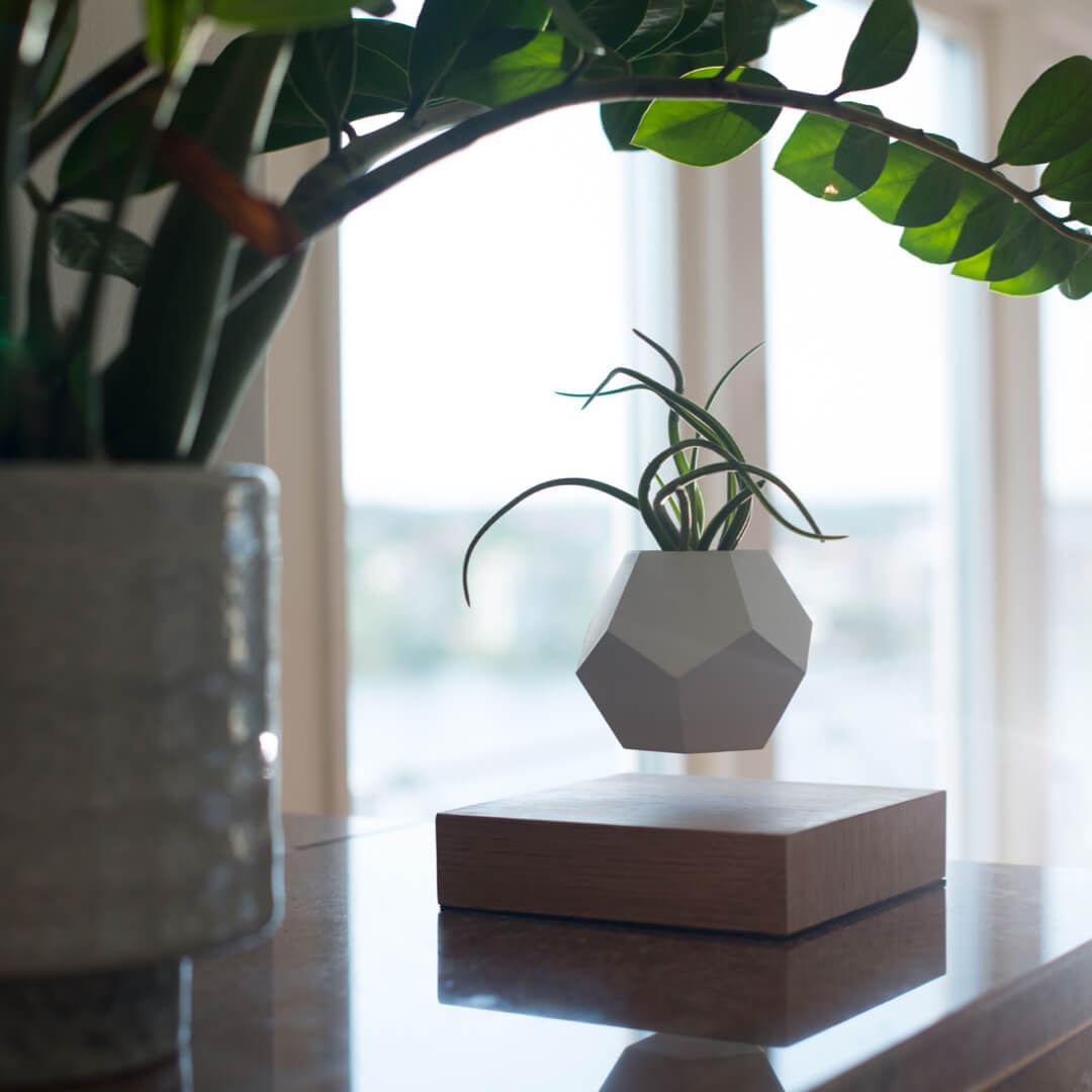 Levitating planter Lyfe, oak base version, hovering by the window in a living room interior