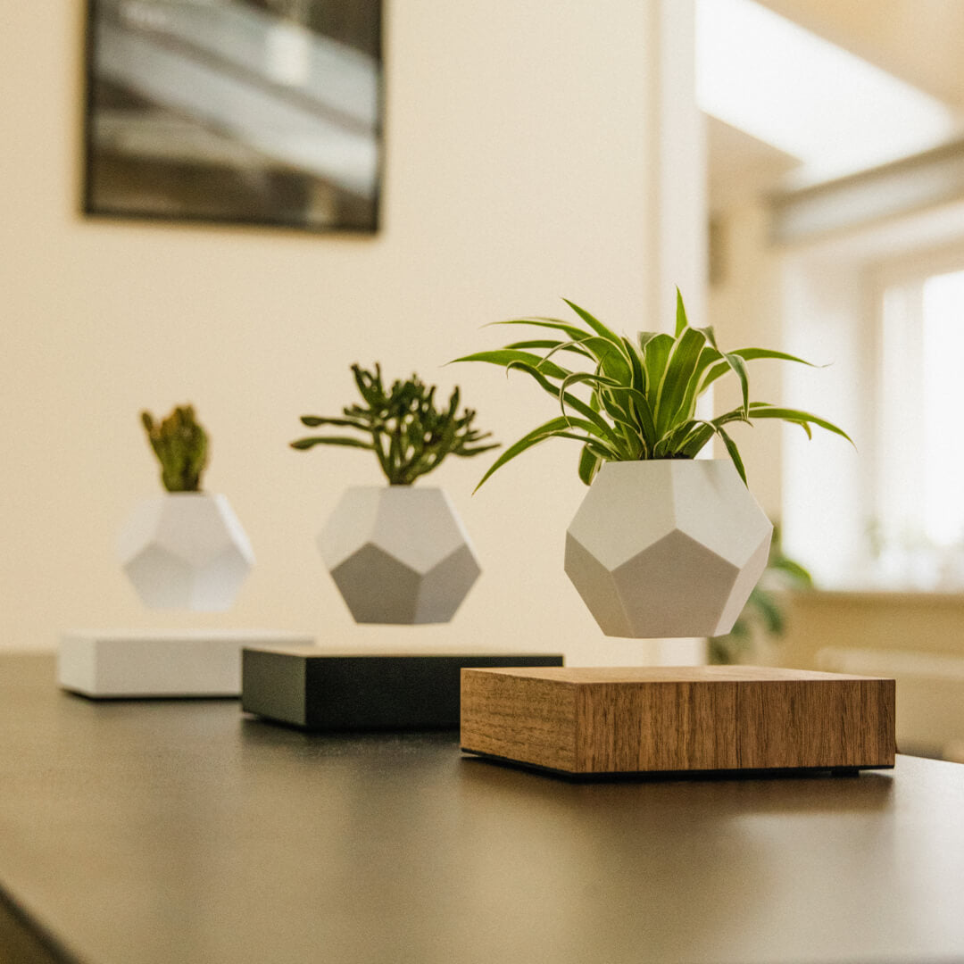 Collection of 3 levitating planters Lyfe - white, black and walnut version, levitating in a row on a table