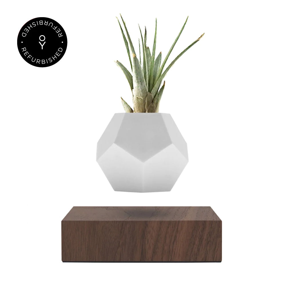 Levitating planter Lyfe by Flyte, walnut magnetic base version, product photo on a white background with refurbished tag