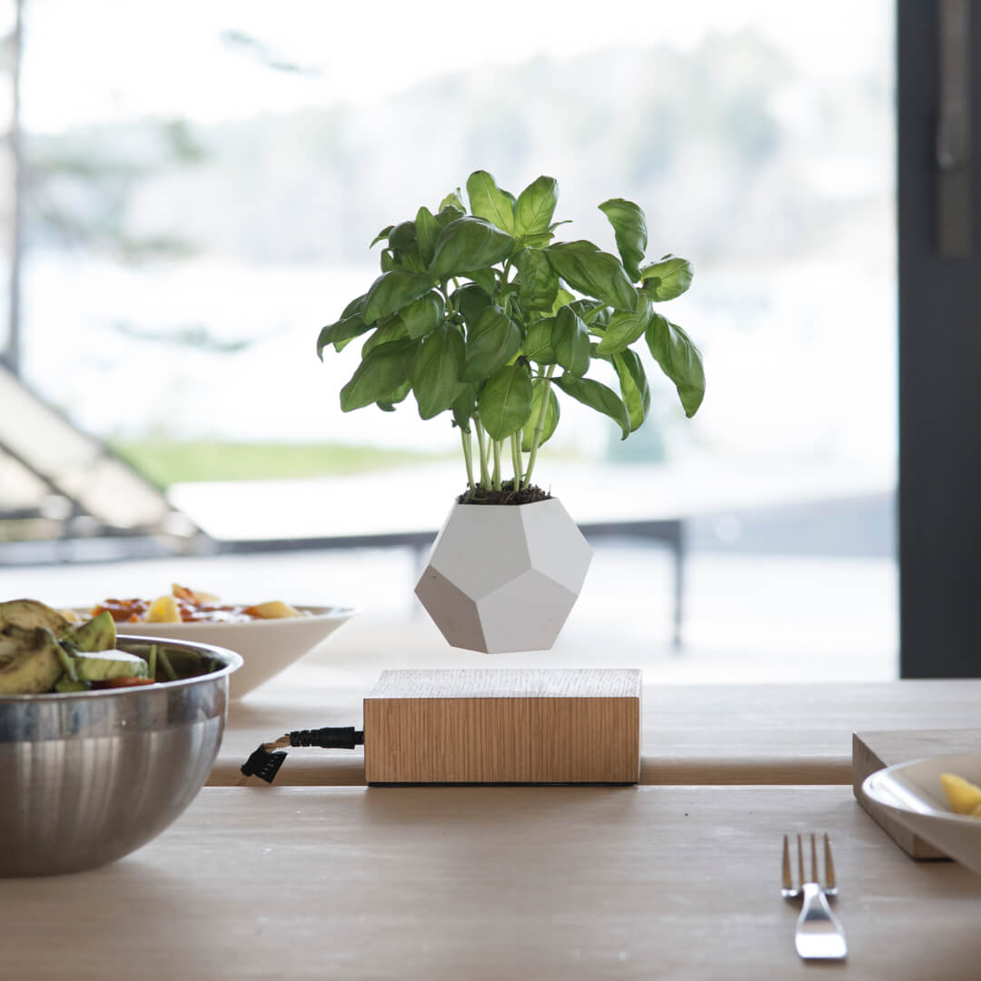 Levitating planter Lyfe, oak cover base version, standing on a dining table with a basil plant in the pot