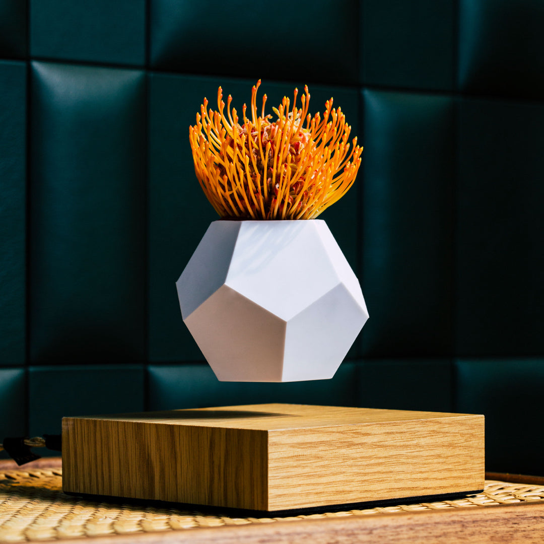 Levitating planter Lyfe by Flyte in an interior setting