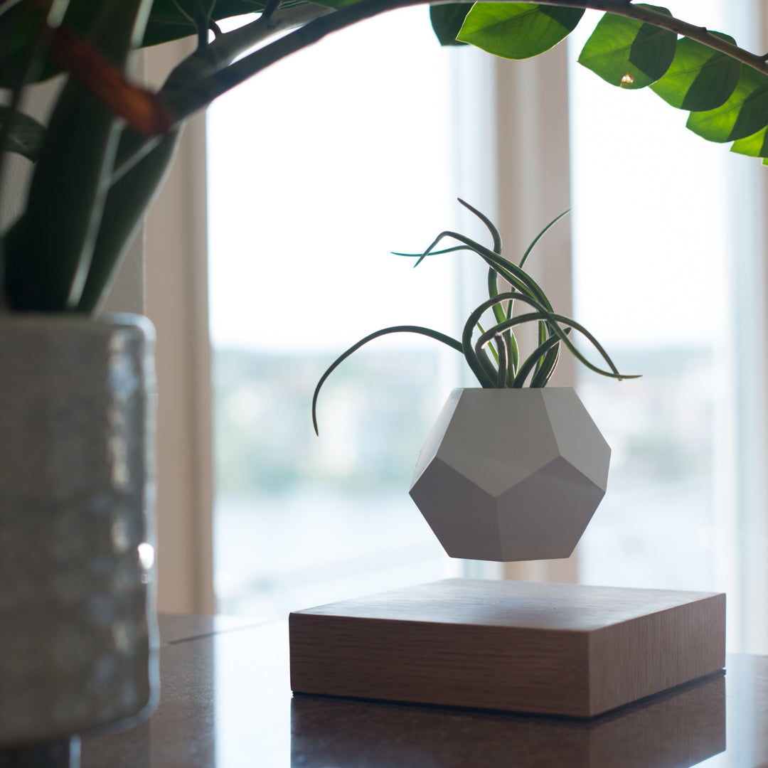 Levitating planter Lyfe by Flyte in an interior setting